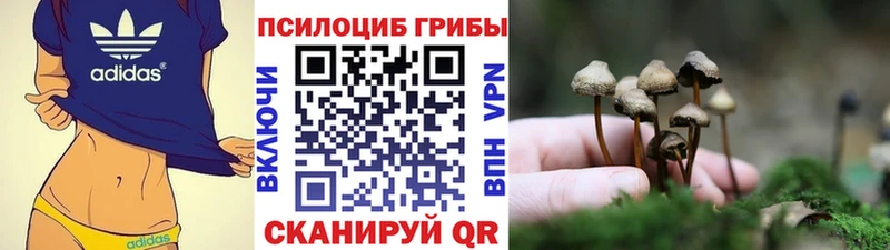 дарнет шоп  Ставрополь  Галлюциногенные грибы Psilocybe 